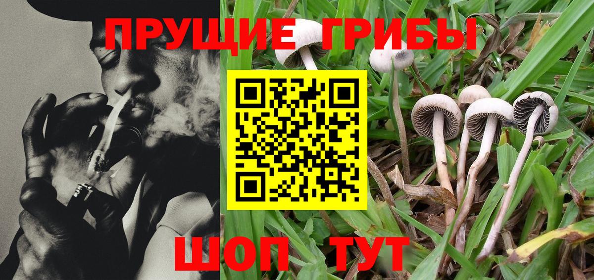 Галлюциногенные грибы Psilocybe Сатка